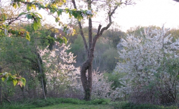 splendeur de printemps