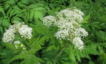 cerfeuille musquée