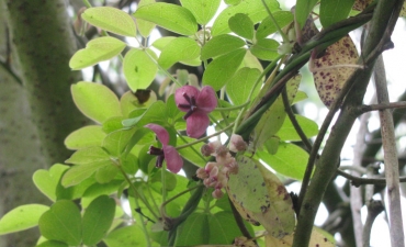 akebia (vigne de 'chocolat')