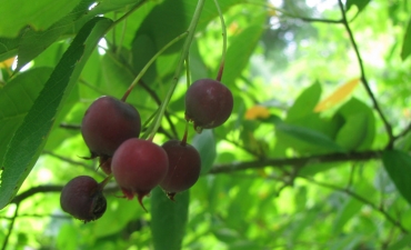 amelanchier ('baie de juin')