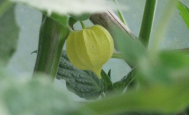 physalis