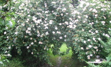 rosa canina, le sauvage cultivé