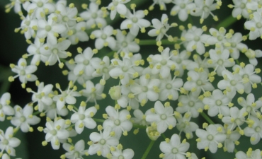 fleurs de sureau