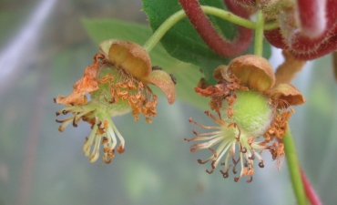 fruit de kiwi en formation