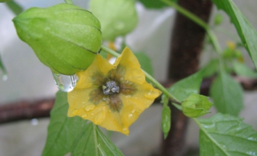 fleur de tomatillo