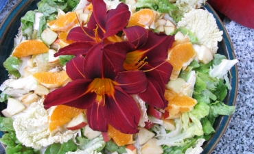 hemerocalle (lys du jour, fleur comestible)