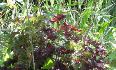 perilla (shiso) rouge