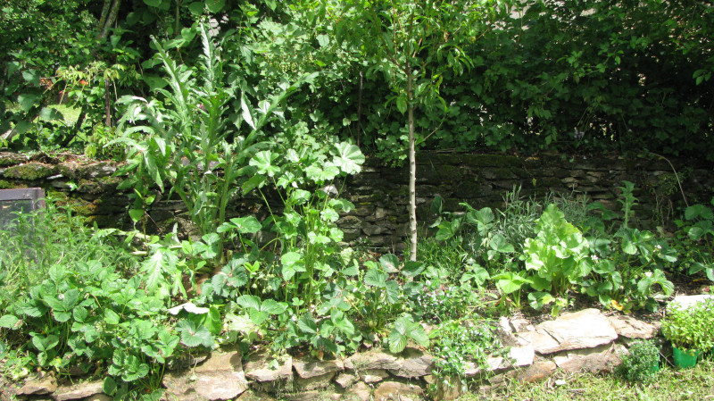 Forest garden