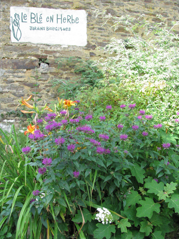 Le Blé en herbe & permaculture